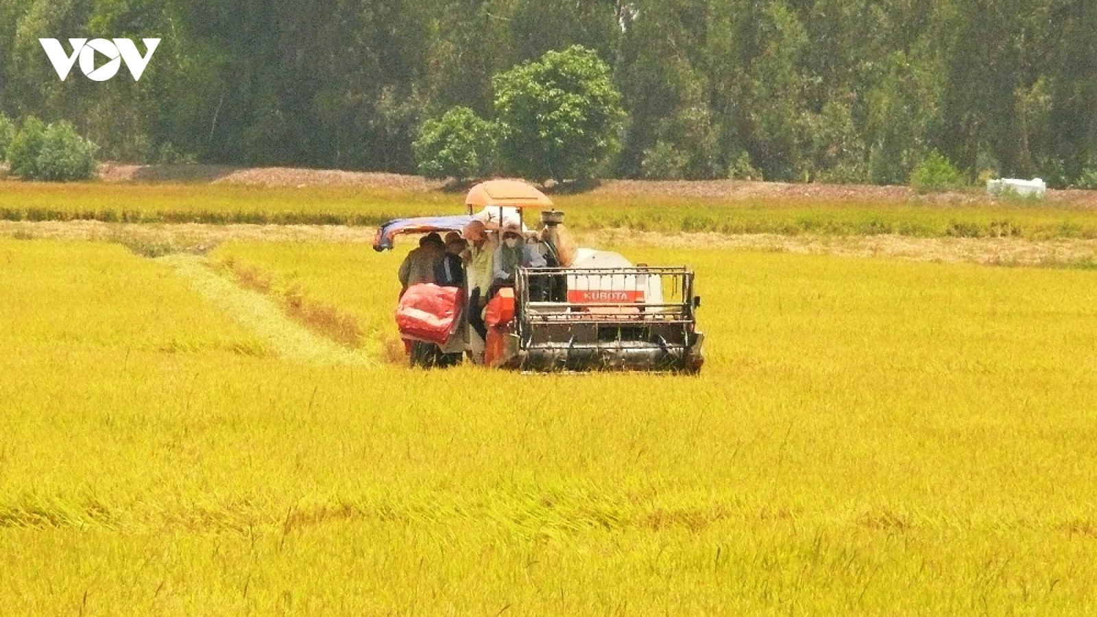 An Giang tháo gỡ khó khăn, kết nối hỗ trợ nông dân tiêu thụ lúa