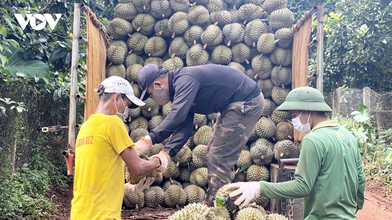 Sầu riêng Dona rớt giá, nông dân Đắk Lắk buồn thiu