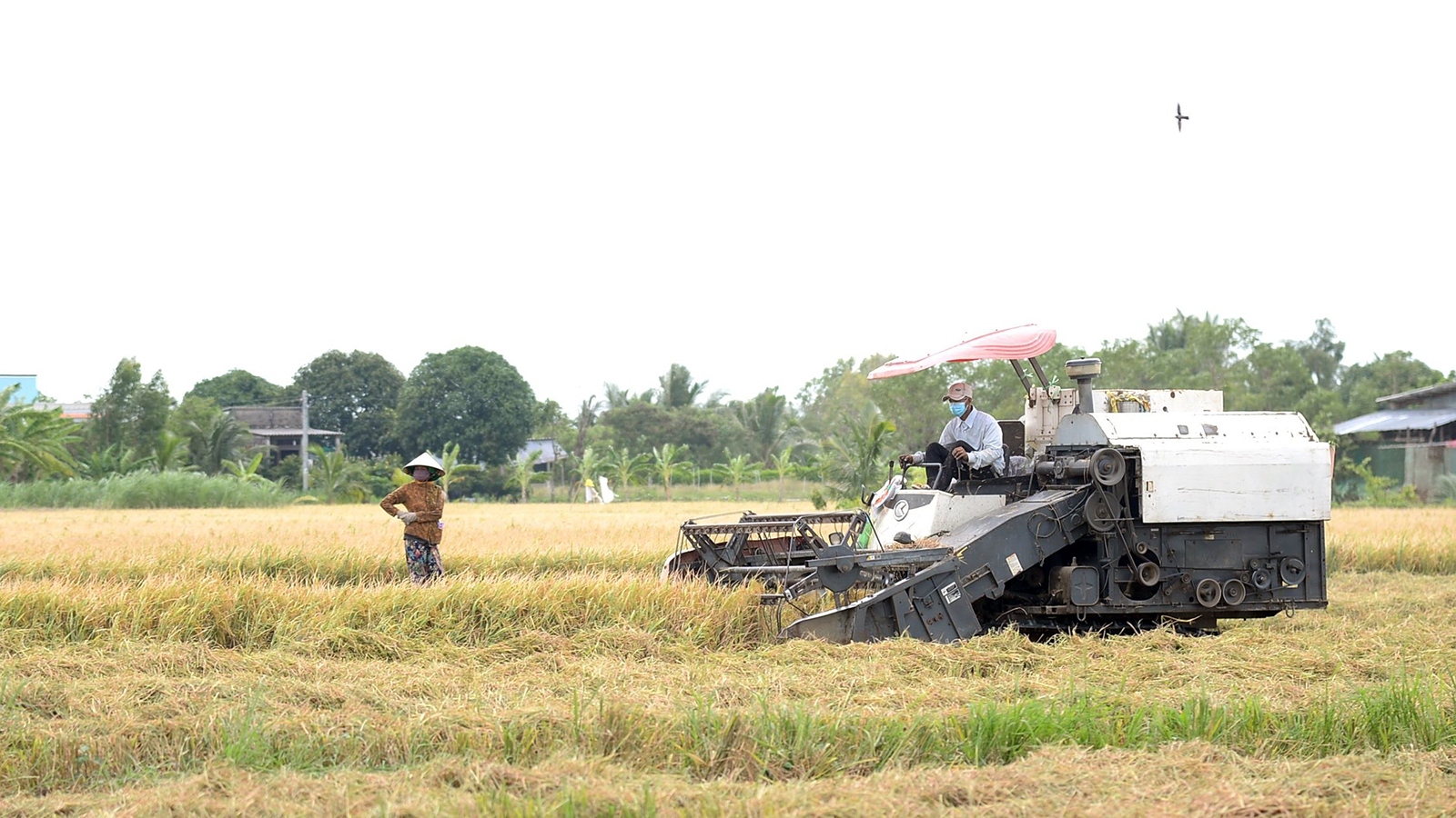 Thu hoạch lúa Hè Thu “tránh dịch”