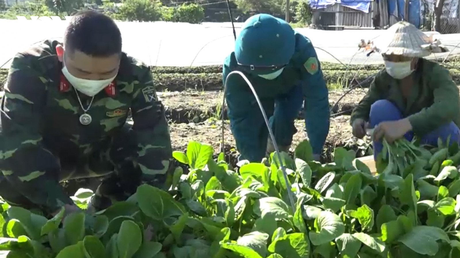 Bộ đội ra đồng, xắn tay giúp nông dân Hà Nội thu hoạch, tiêu thụ hoa màu