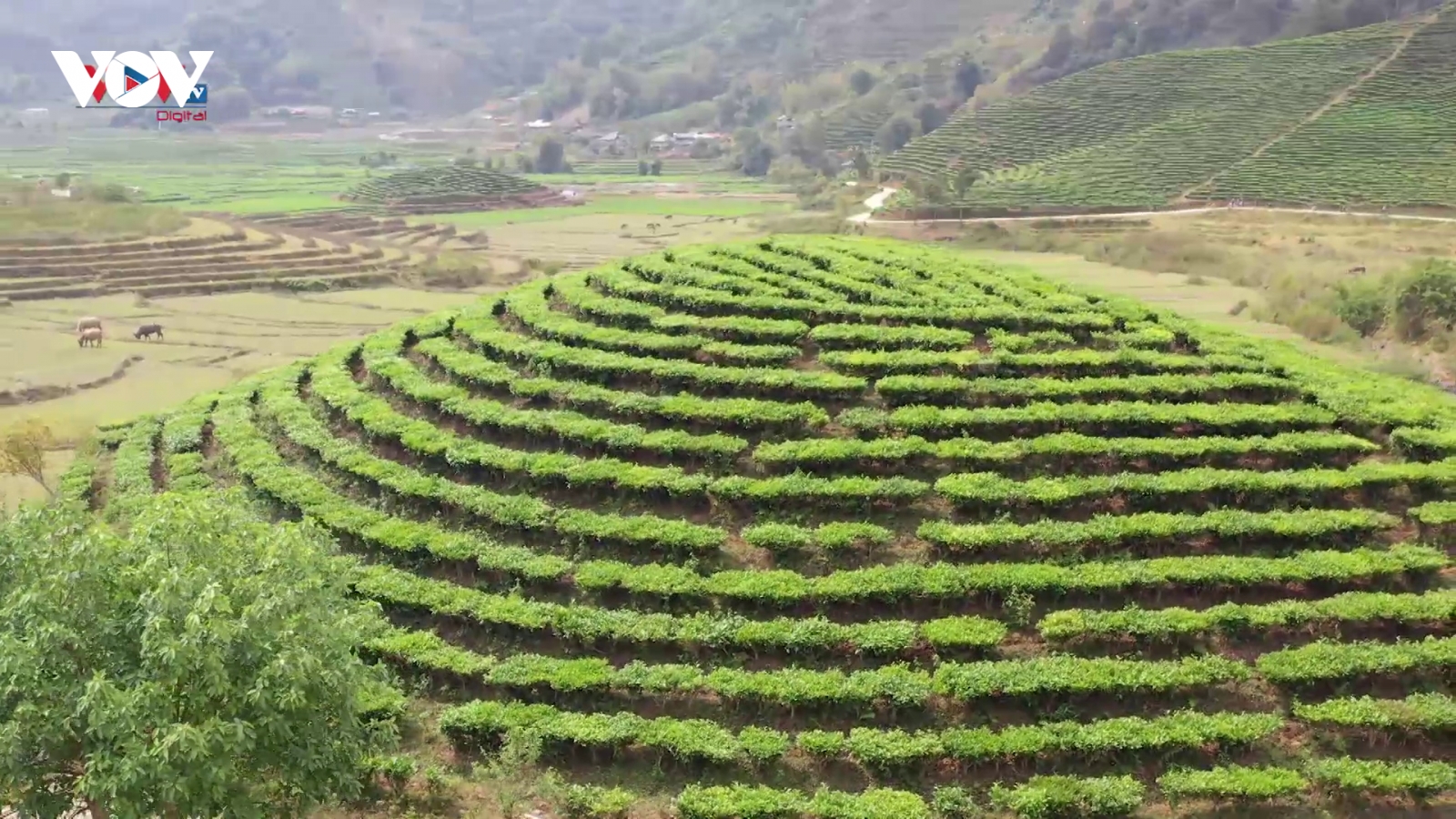 Vẻ đẹp của đồi chè Tân Uyên trên vùng đất Lai Châu