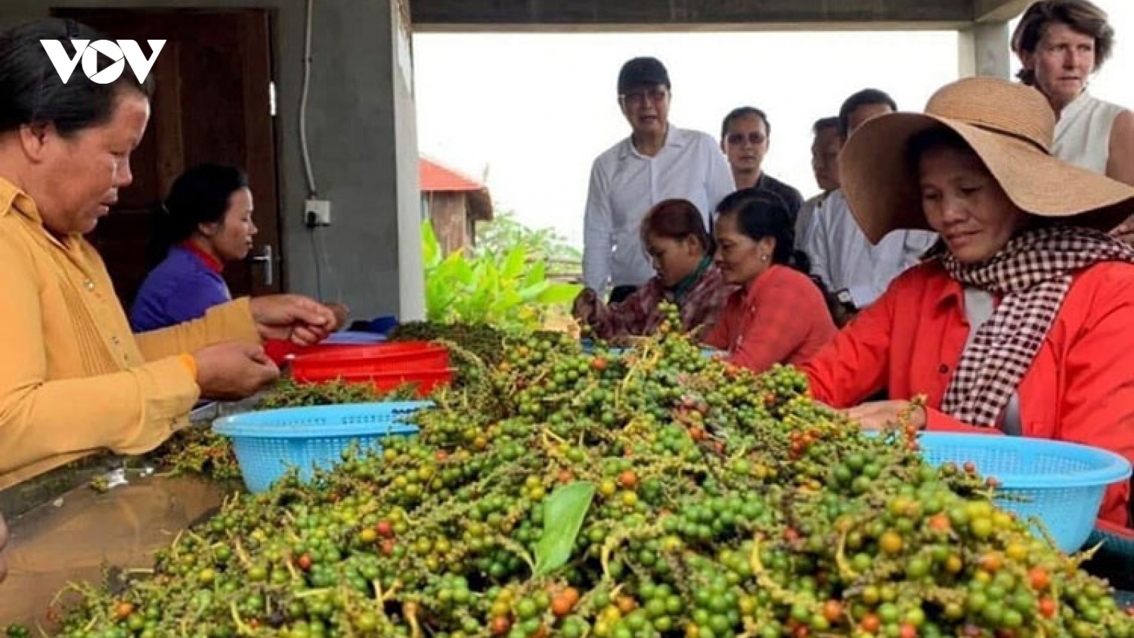 Xuất khẩu nông sản của Campuchia tăng vọt bất chấp dịch bệnh