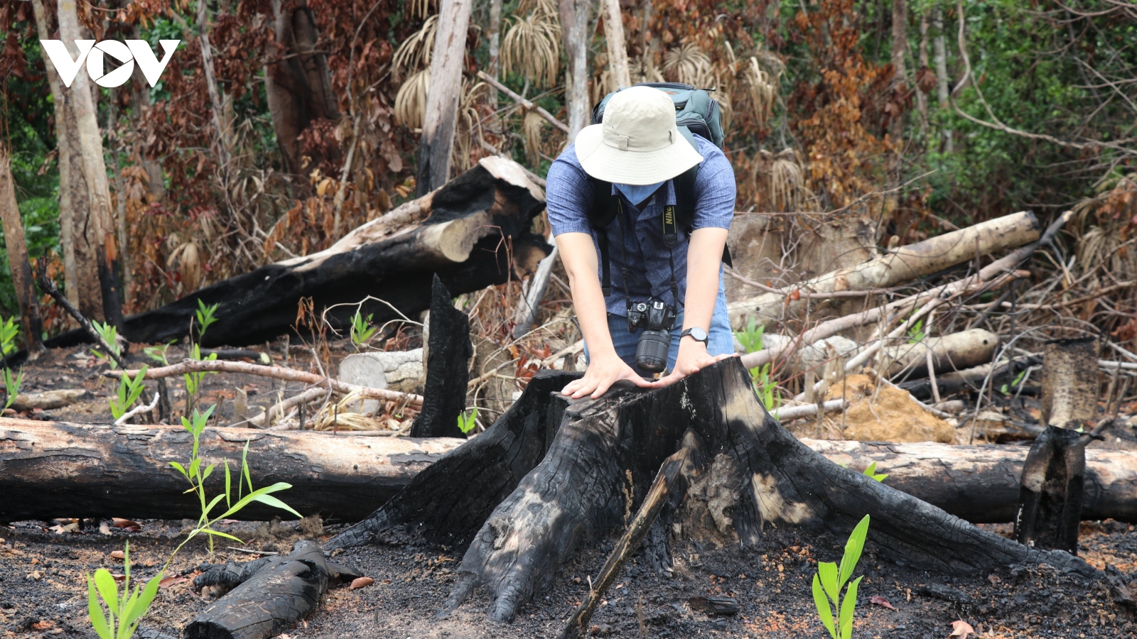 Phú Yên yêu cầu làm rõ thông tin vụ phá rừng phòng hộ ở huyện Sơn Hòa