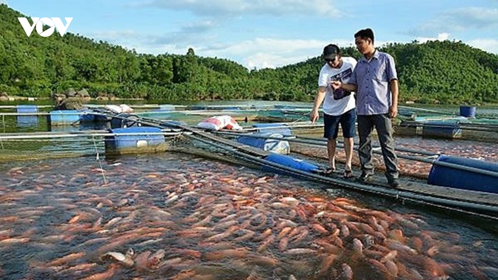 Sau phản ánh của VOV, Tiền Giang cho phép người dân mua bán cá lồng bè tồn đọng
