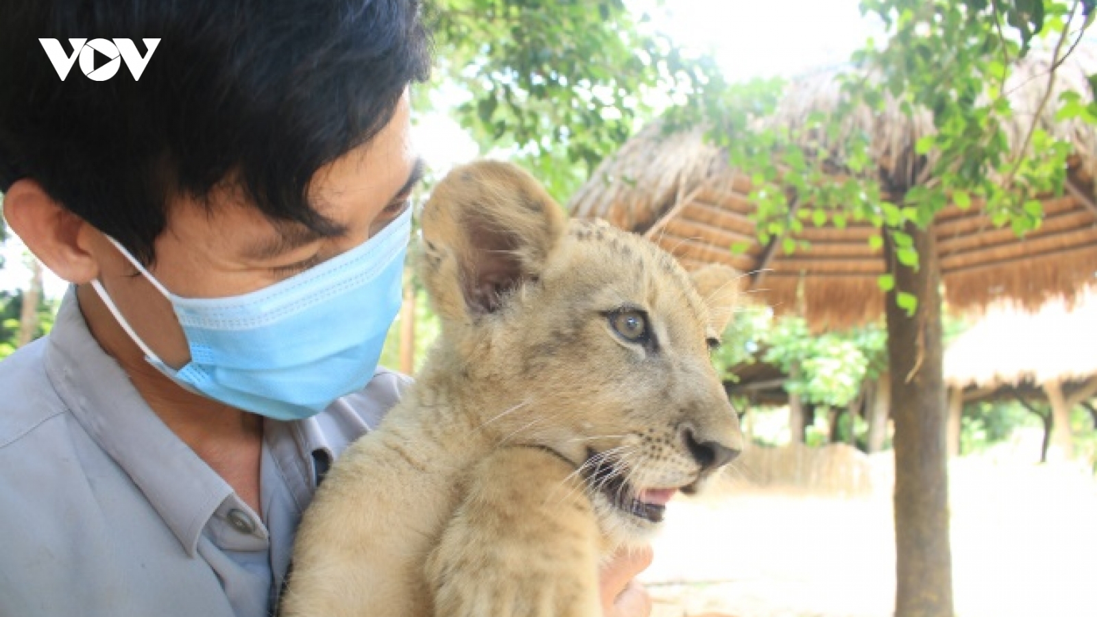 24 giờ của “bố hổ”, “mẹ sư tử” ngoài đời tại Vinpearl Safari