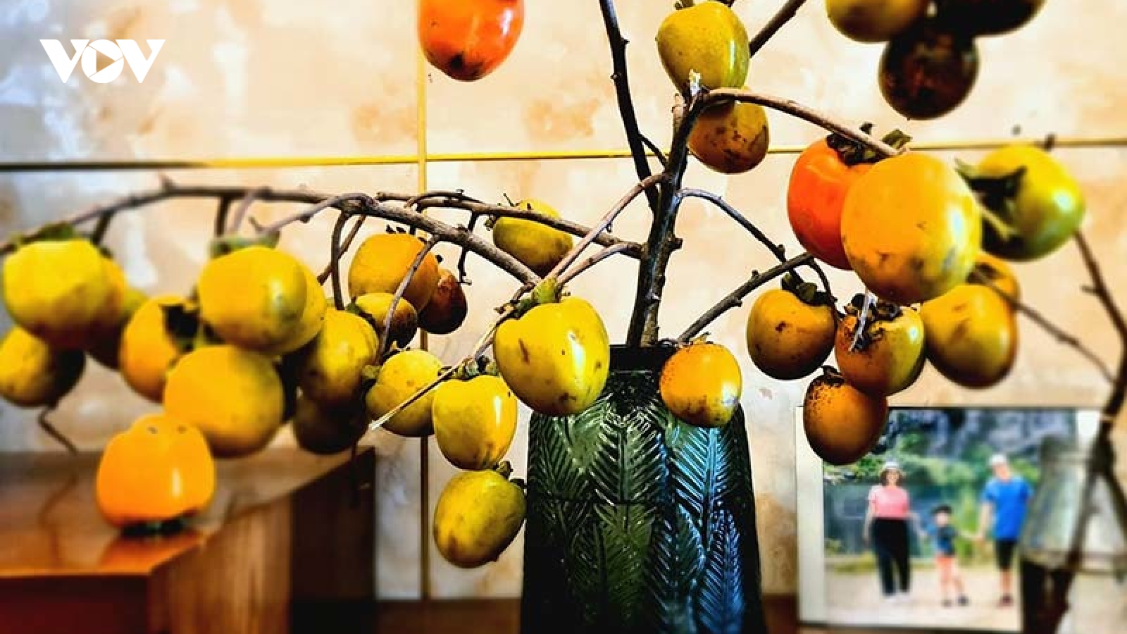 Rộ trào lưu săn cành hồng quả về chơi, ngồi chờ chín hái ăn dần