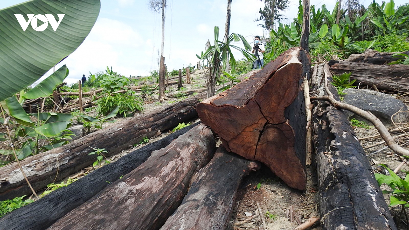 Kon Tum xác định được đơn vị quản lý hơn 17ha rừng bị phá ở huyện biên giới Ia H’Drai 