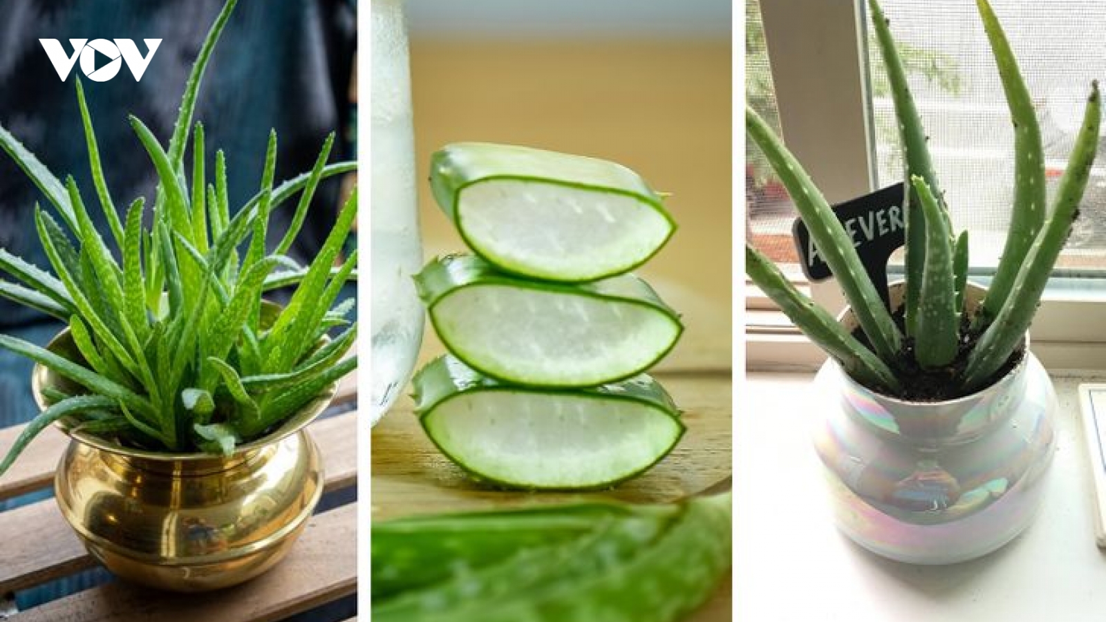 7 loại cây trồng trong nhà có lợi cho sức khỏe