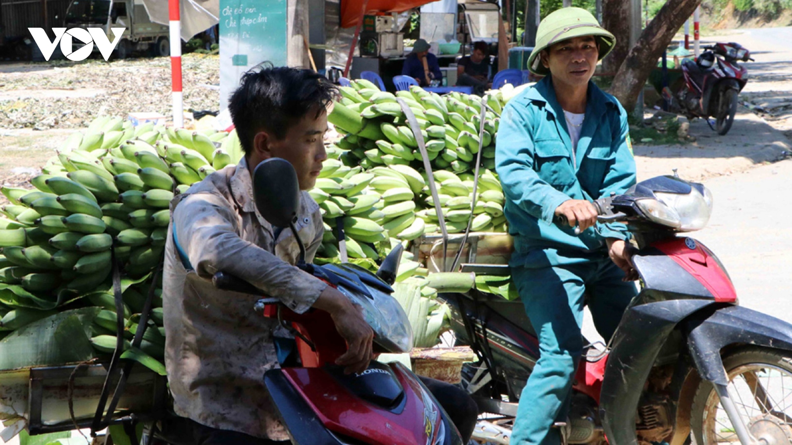 Nông dân Lai Châu gặp khó trong tiêu thụ chuối xanh