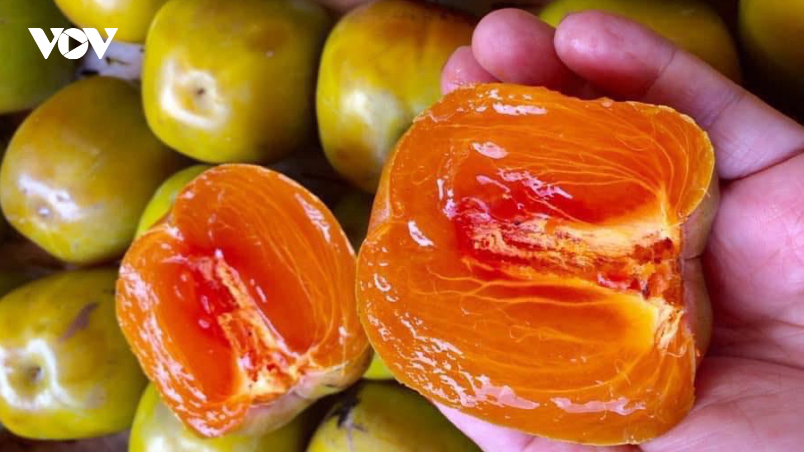 Cầu vượt cung, hồng da tre đang “sốt” giá dịp Rằm Trung thu