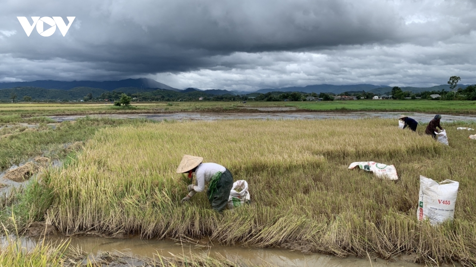 Đắk Lắk thiệt hại khoảng 157 tỷ đồng trong 9 tháng vì thiên tai