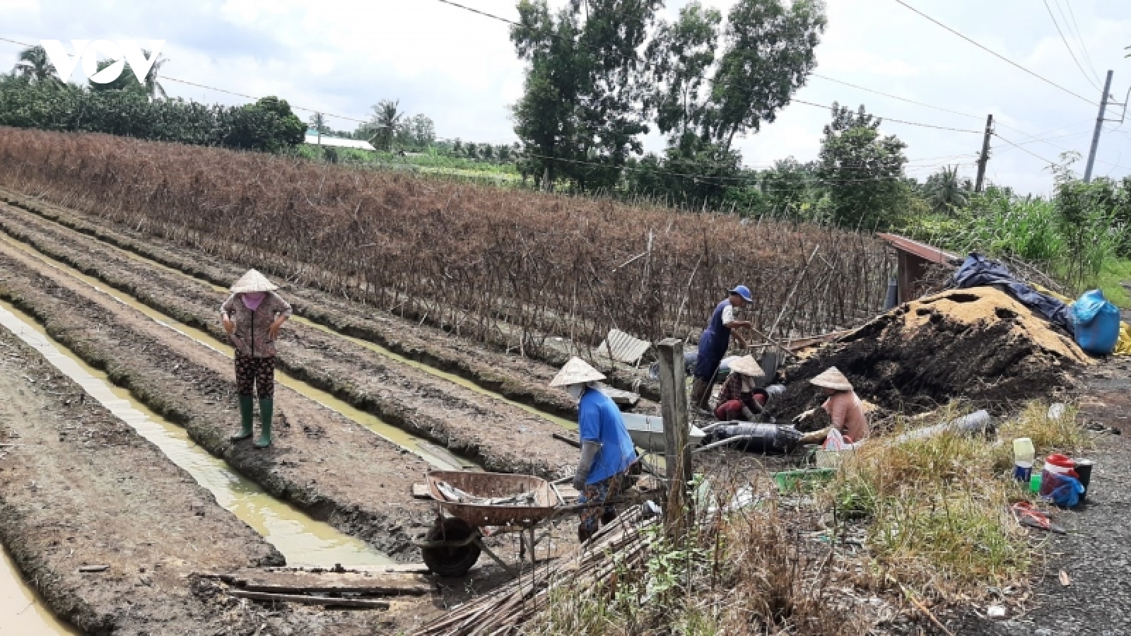 Nông dân Tiền Giang gieo trồng vụ hoa Tết "nhỏ giọt"