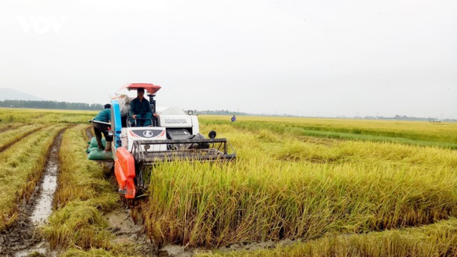 Nghệ An khẩn trương thu hoạch vụ mùa tránh thiệt hại do bão