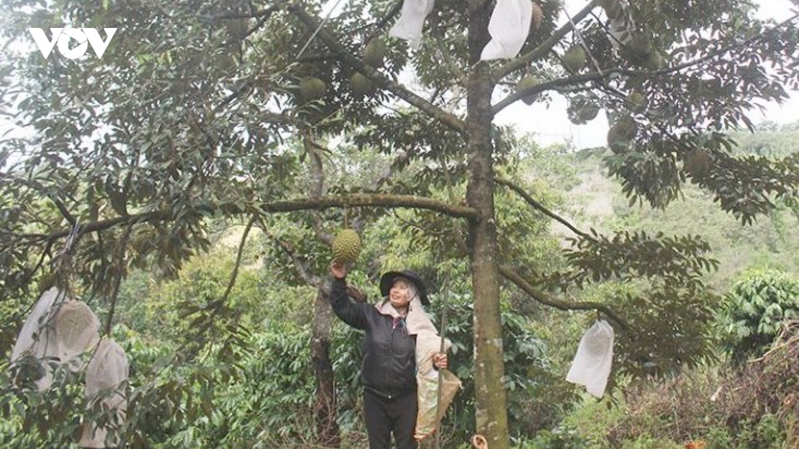 Hơn 11.000 tấn nông sản của Đắk Nông đã được hỗ trợ kết nối tiêu thụ