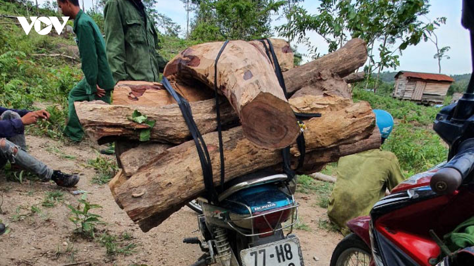 Phá rừng bảo tồn Ea Sô: Cần điều tra đầu nậu, cắt cung - cầu gỗ lậu