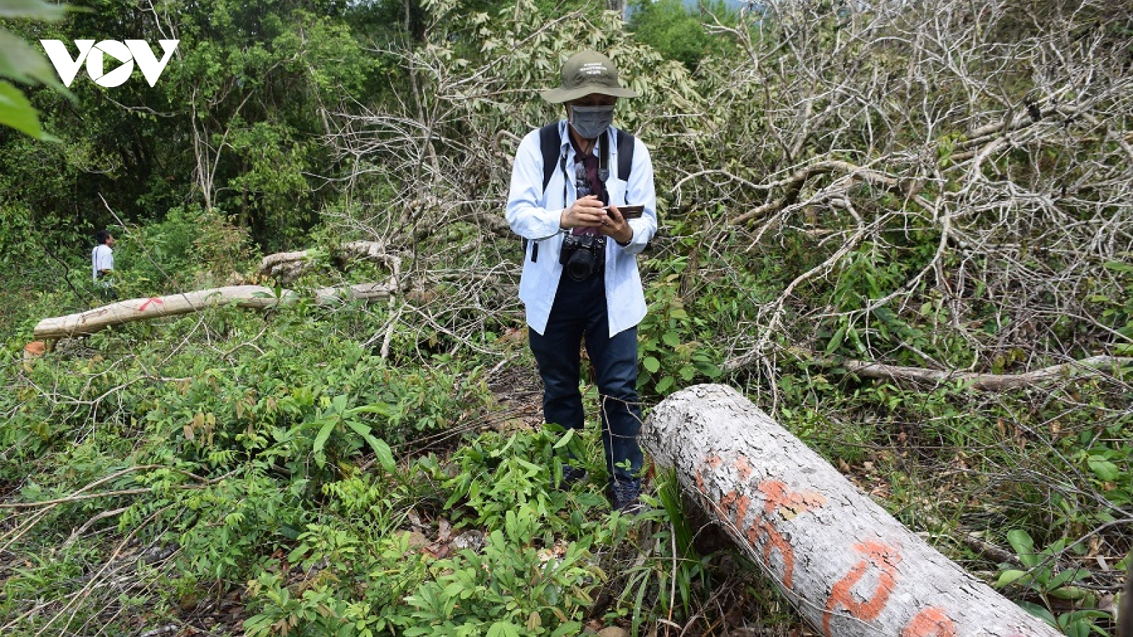 Khởi tố vụ phá rừng phòng hộ ở huyện Sơn Hòa, Phú Yên
