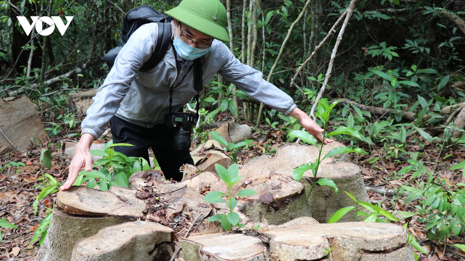 Chủ tịch Phú Yên yêu cầu làm rõ vụ phá rừng tại khu di tích lịch sử Hội trường Mùa Xuân