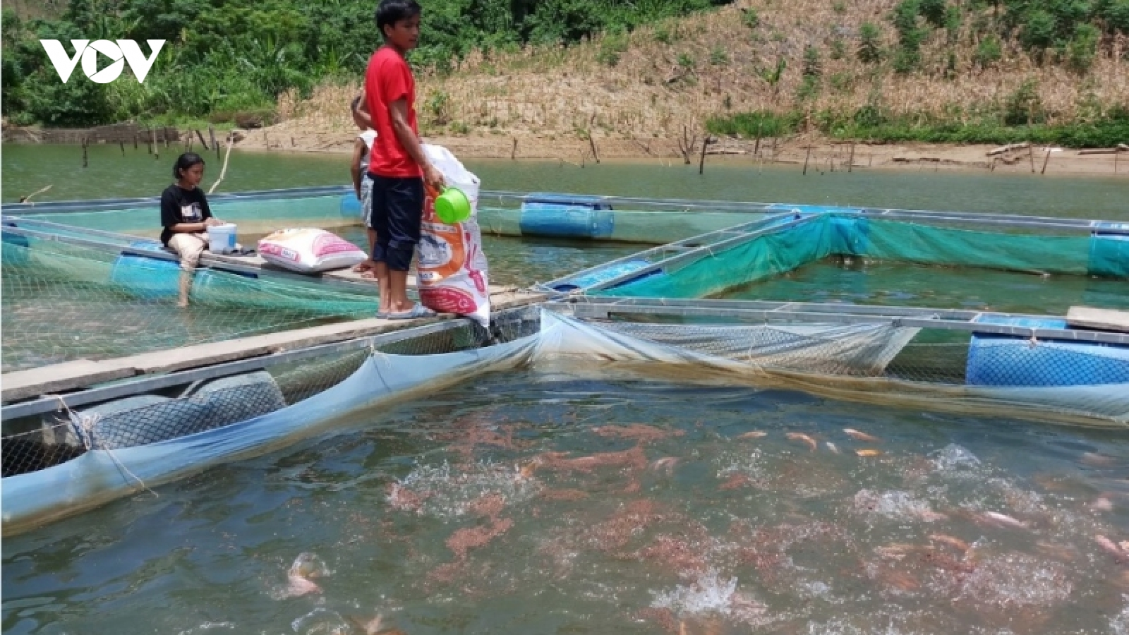 Thanh niên dân tộc Cơ Tu thoát nghèo từ nuôi cá diêu hồng