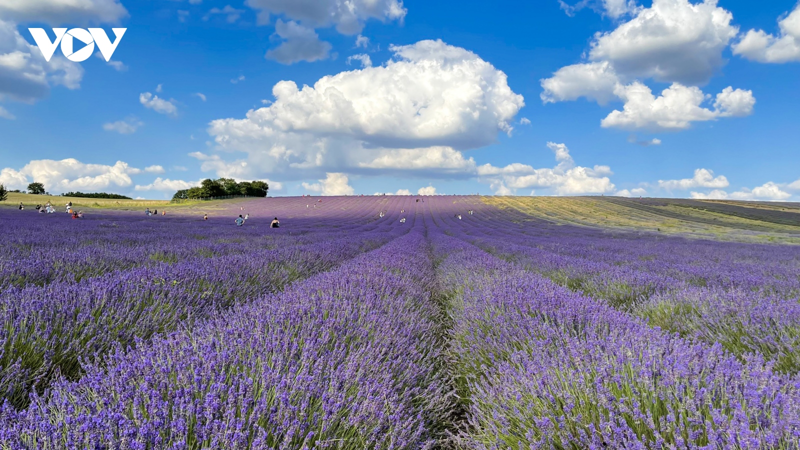 Chẳng cần đến Pháp cũng được ngắm hoa lavender tuyệt đẹp