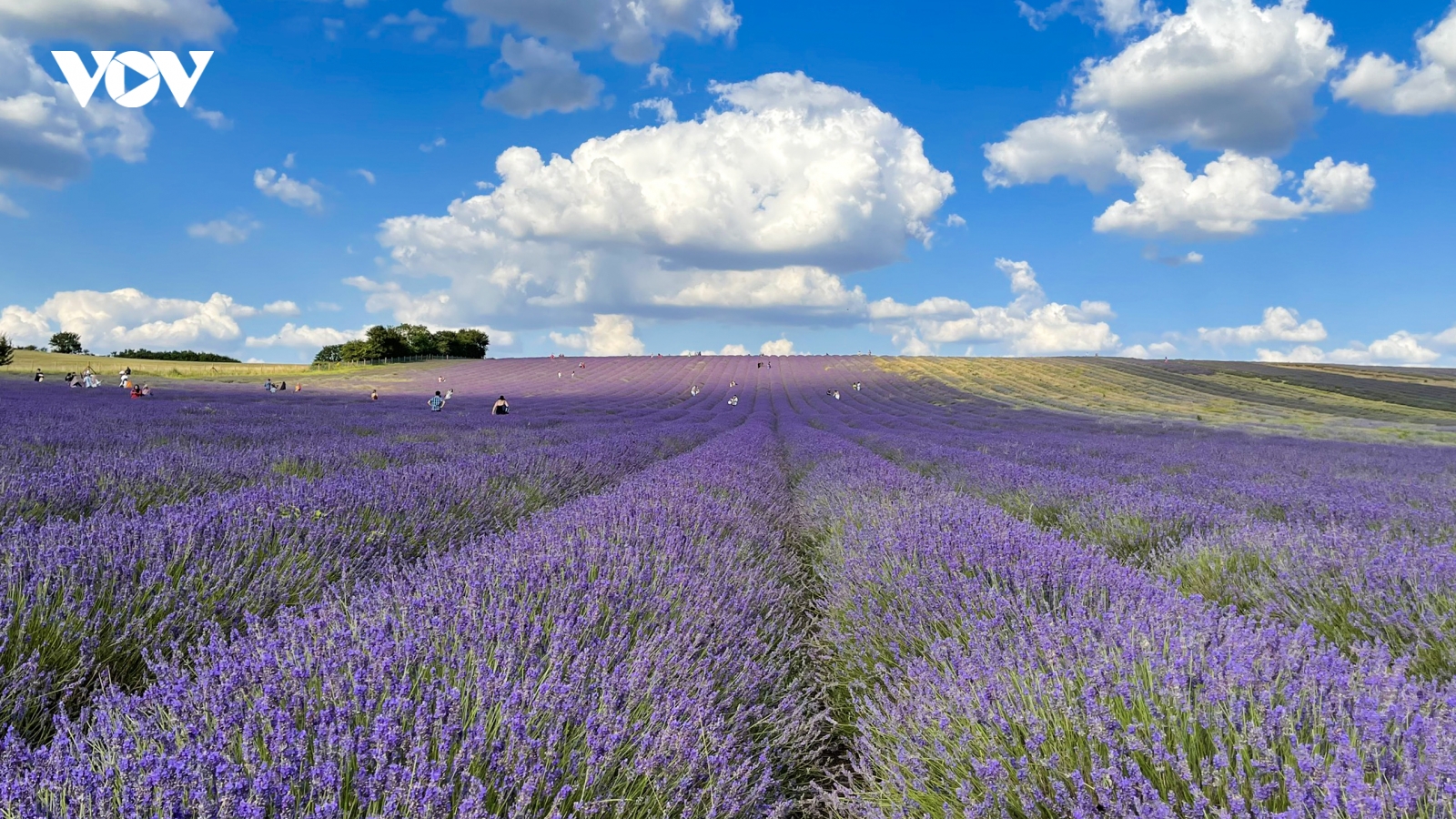 Chẳng cần đến Pháp cũng được ngắm hoa lavender tuyệt đẹp