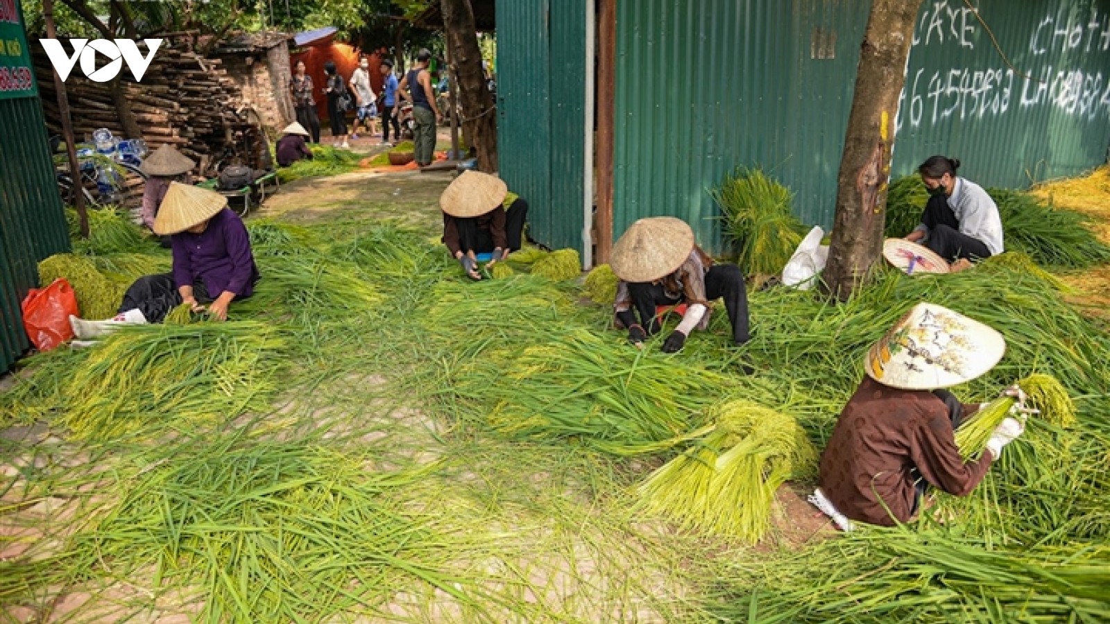 Làng cốm Mễ Trì, Hà Nội đỏ lửa, rộn vang tiếng chày sau thời gian giãn cách