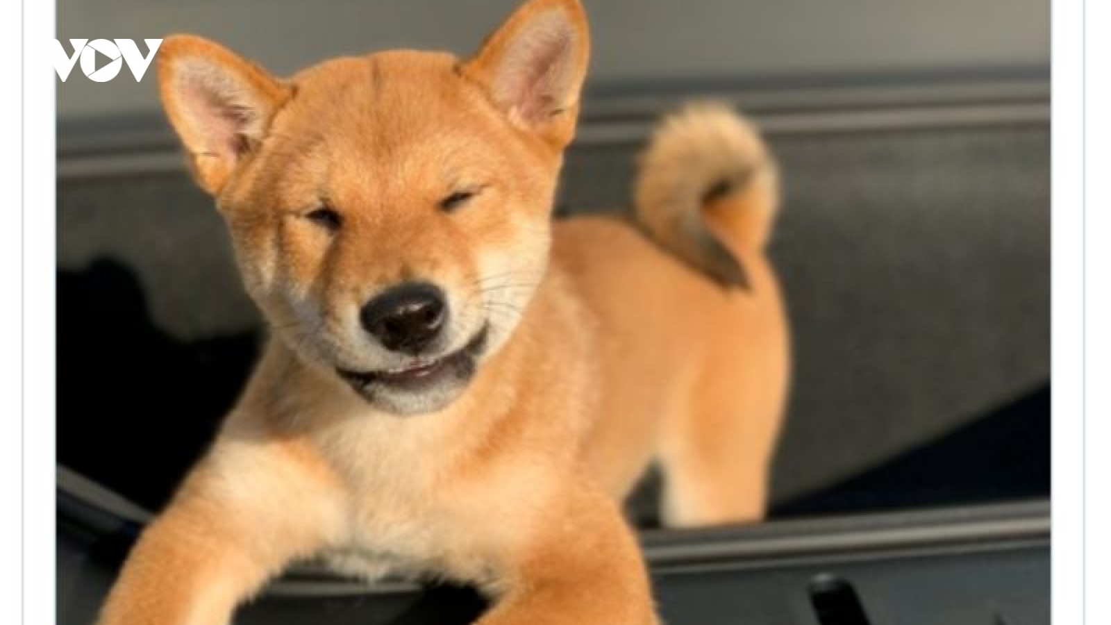 Sự nguy hiểm đằng sau cơn sốt tiền ảo Shiba Inu