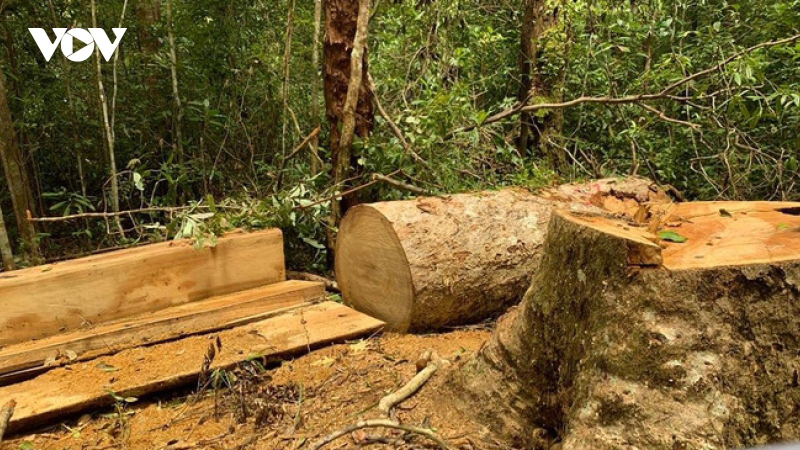 Khởi tố Trạm trưởng bảo vệ rừng và 2 nhân viên khai thác gỗ trái phép