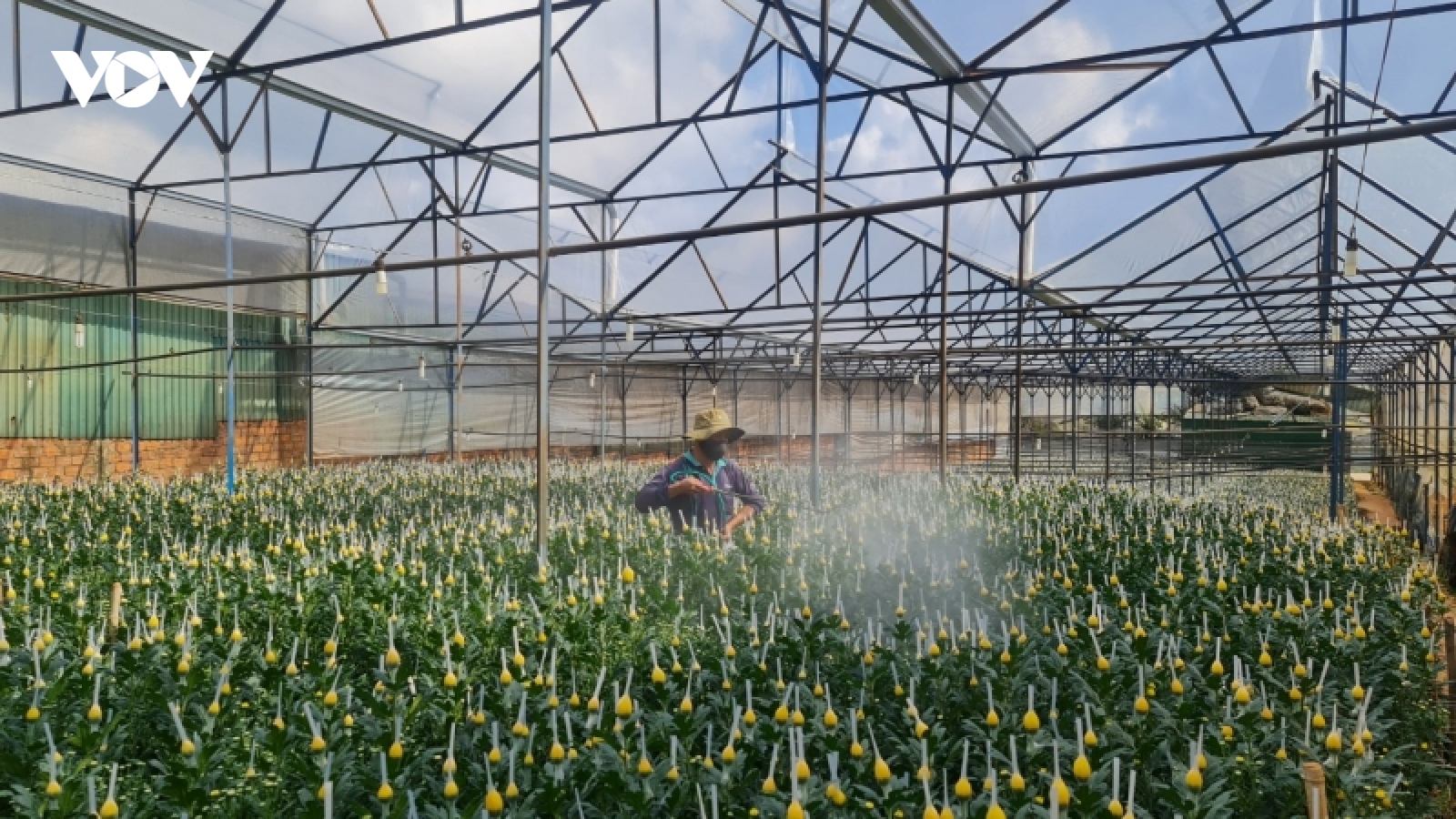 Rau hoa tăng giá, dịch bệnh được kiểm soát, nông dân Đà Lạt khôi phục sản xuất
