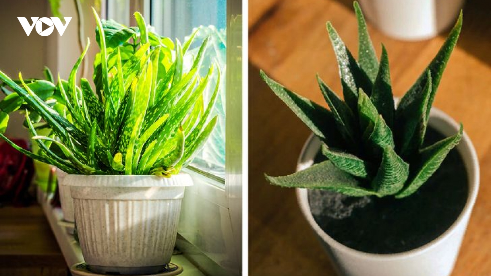 Những loại cây cảnh dễ chăm sóc mang lại vẻ đẹp cho ngôi nhà của bạn