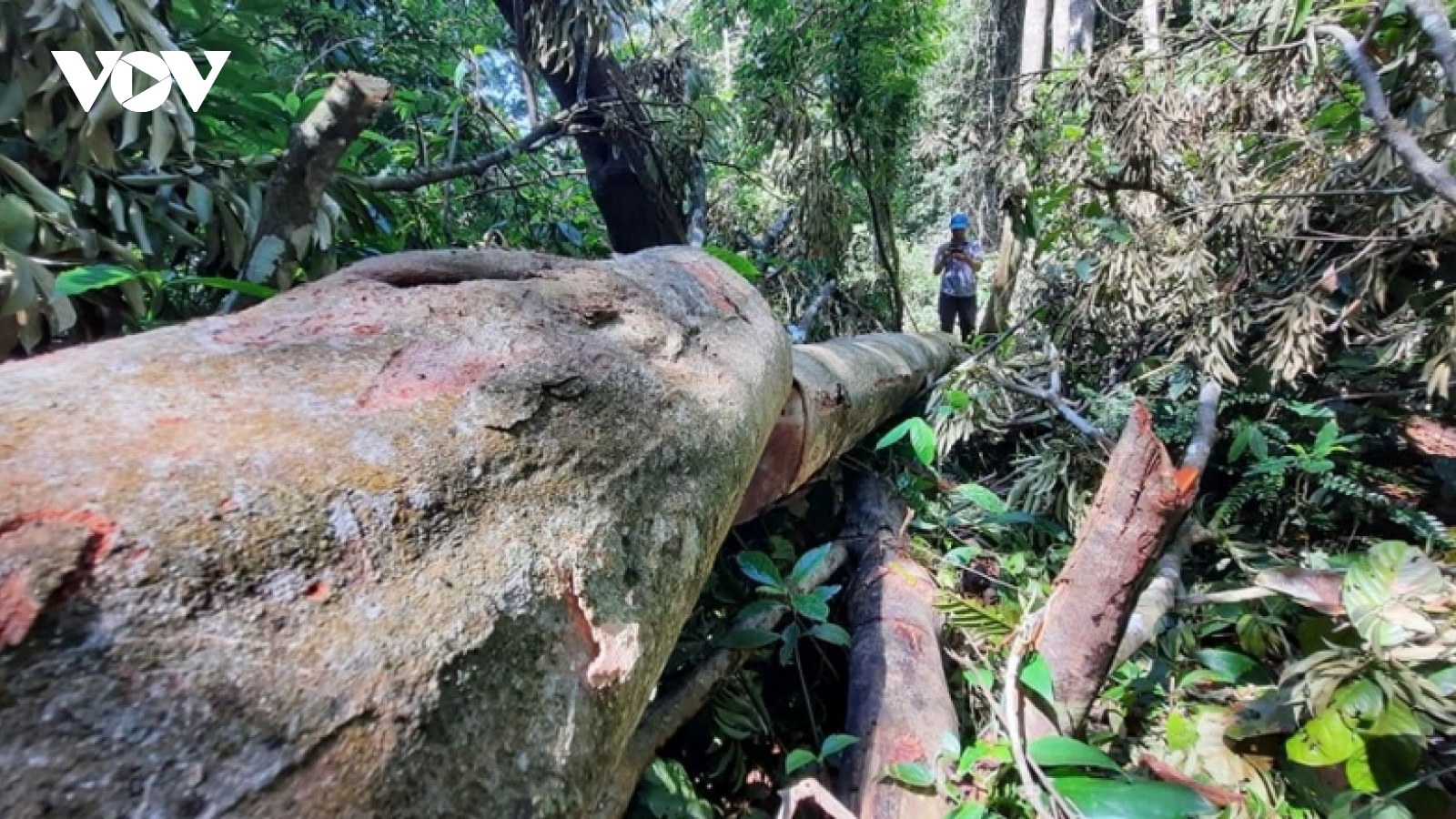 Khẩn trương hoàn chỉnh hồ sơ, khởi tố vụ án phá rừng ở xã Trà Bui (Quảng Nam)