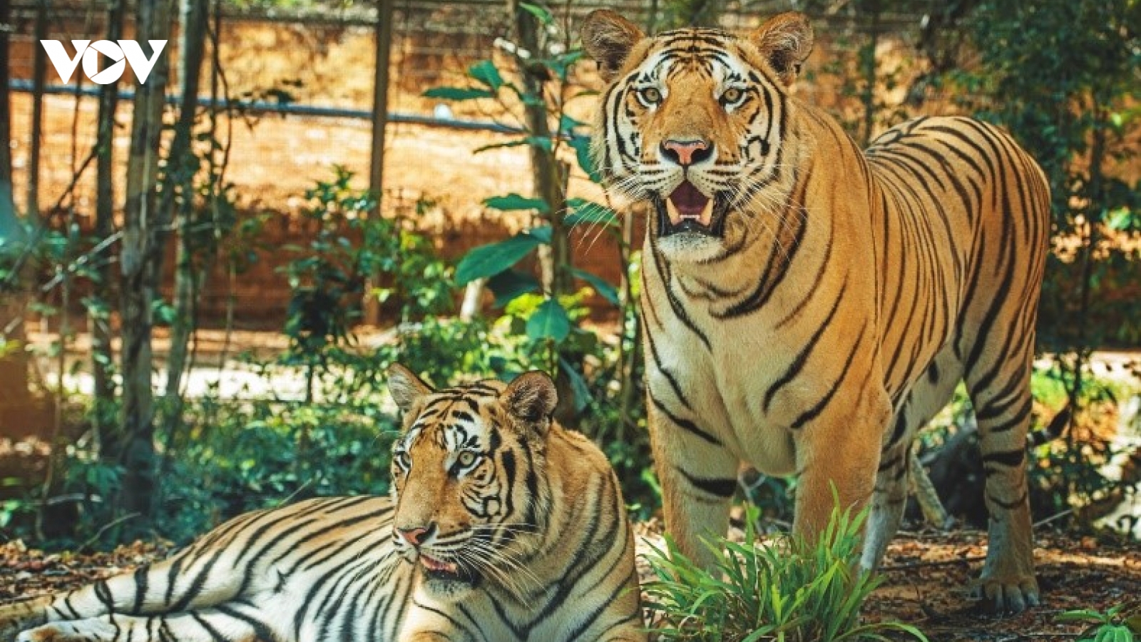 Một ngày vào vai “nhà động vật học” giữa “thiên đường hoang dã” Vinpearl Safari