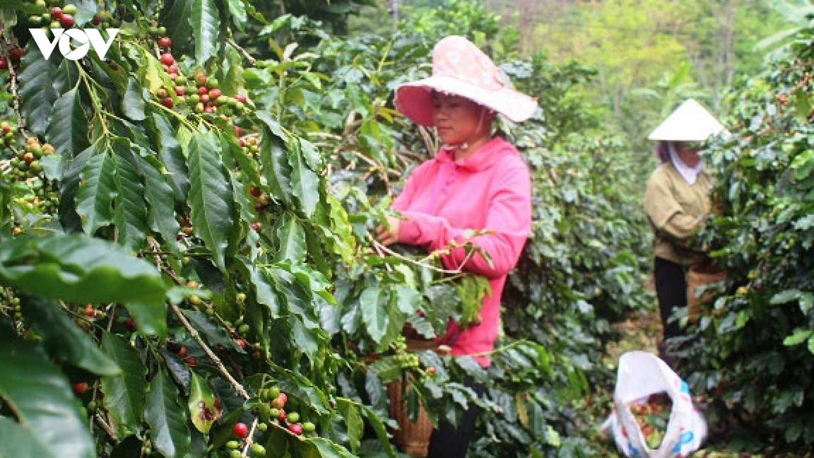 Mùa Cà phê “3 được” của người dân Mường Ảng