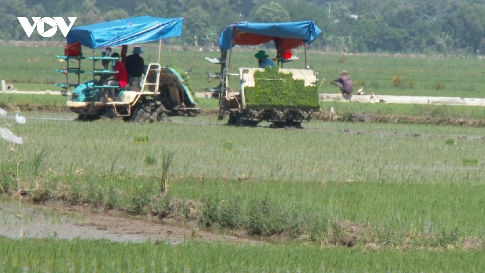 Sạt lở đê, nông dân Đồng Nai lo hàng nghìn ha lúa bị ảnh hưởng