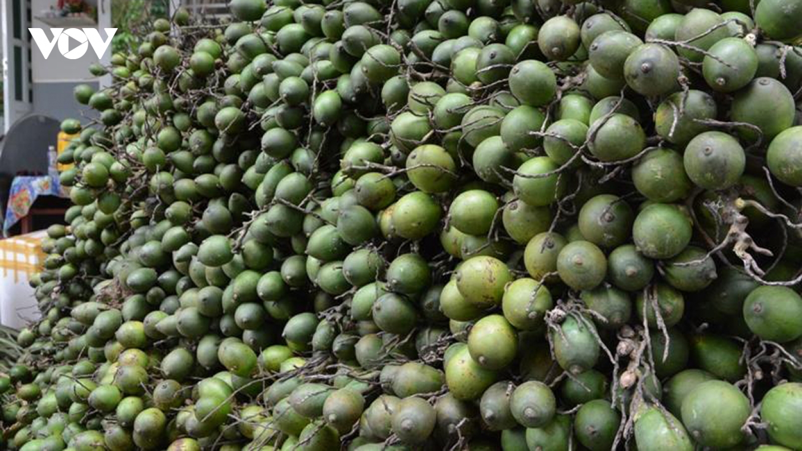 Giá cau tươi cao kỷ lục, thương lái đến tận vườn lùng mua