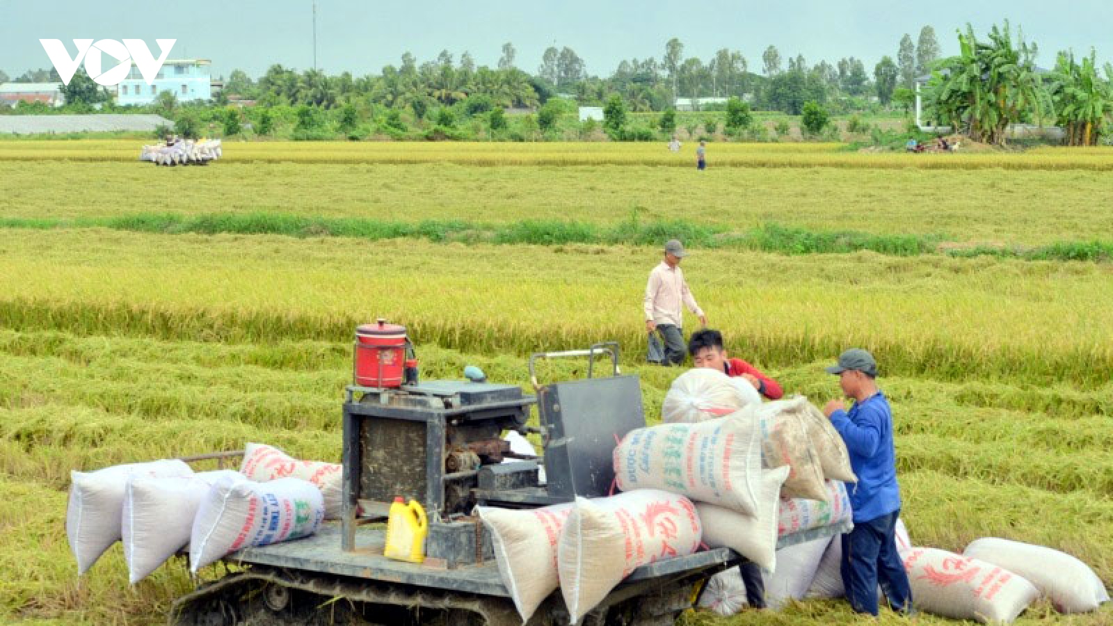 Giá xuất khẩu tăng làm "ấm" thị trường lúa gạo miền Tây