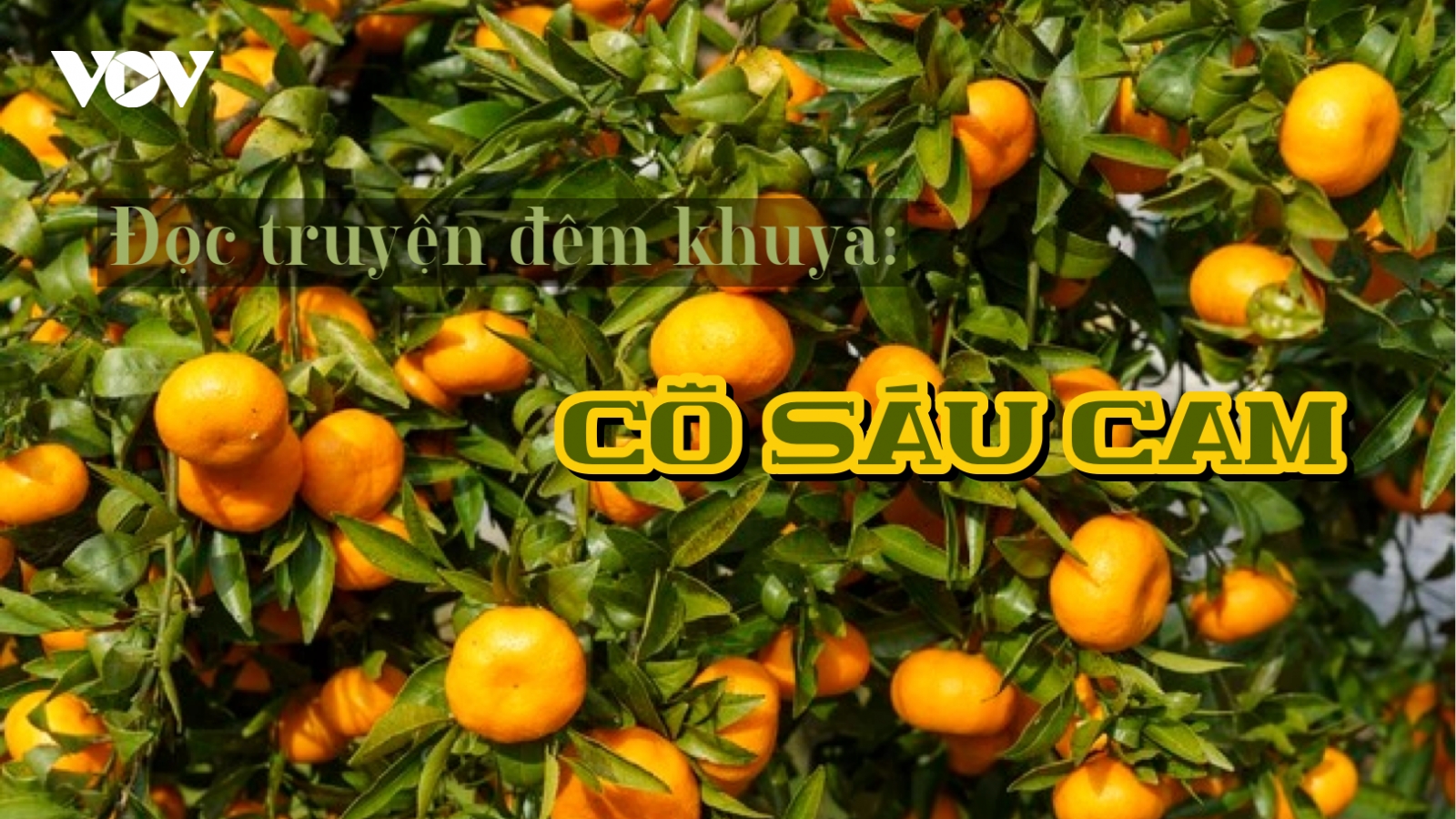 Truyện ngắn "Cô Sáu Cam" - Còn mãi tình yêu với mảnh vườn quê
