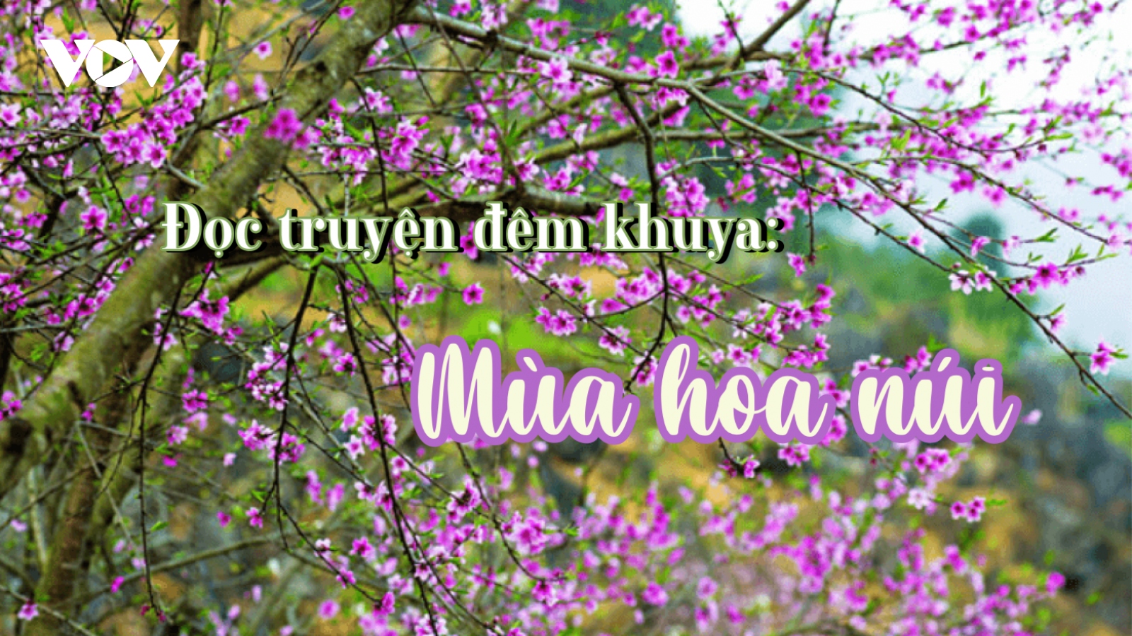 Truyện ngắn: "Mùa hoa núi" - Thấm đẫm văn hóa vùng cao