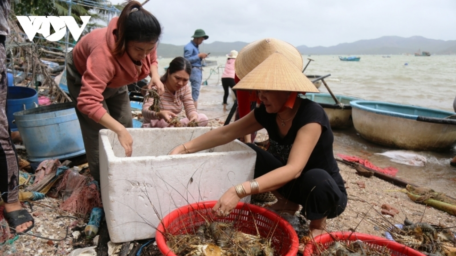Phú Yên: Tôm hùm chết vì sốc nước ngọt và thiếu ô xy