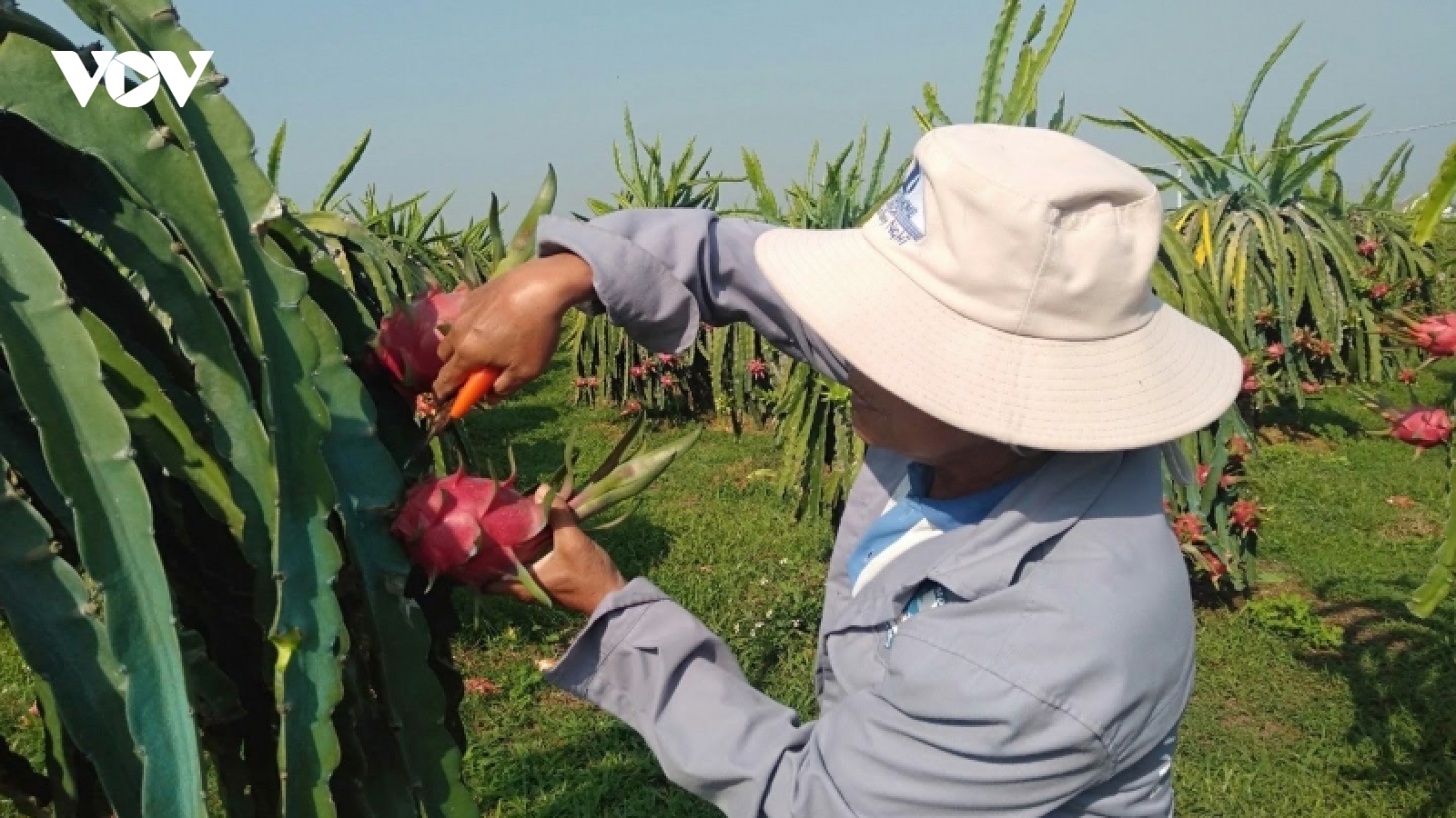 Nhiều cơ hội mới cho xuất khẩu, tiêu thụ thanh long Bình Thuận