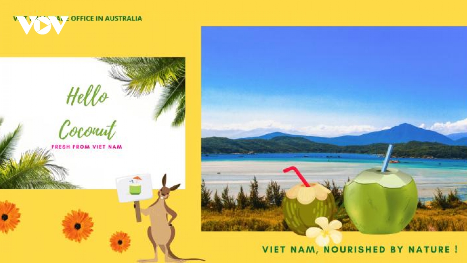 Dừa sáp Trà Vinh có giá 600.000 đồng/quả tại Australia