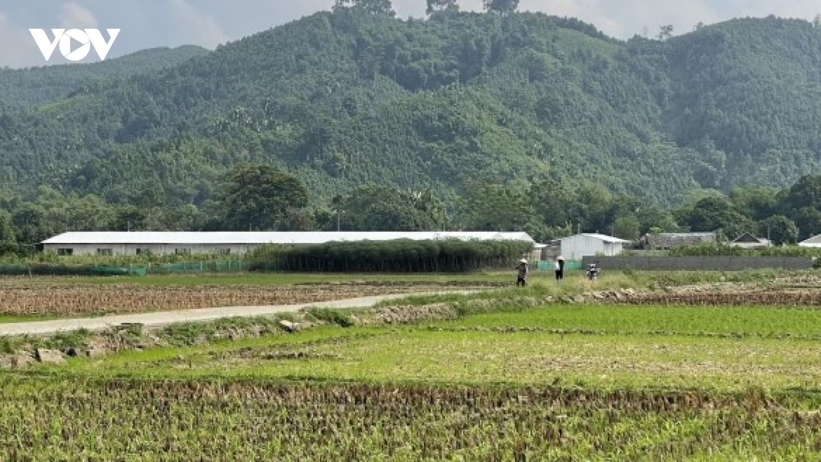 Người dân Văn Yên, Yên Bái bức xúc vì cơ sở chăn nuôi lợn gây ô nhiễm