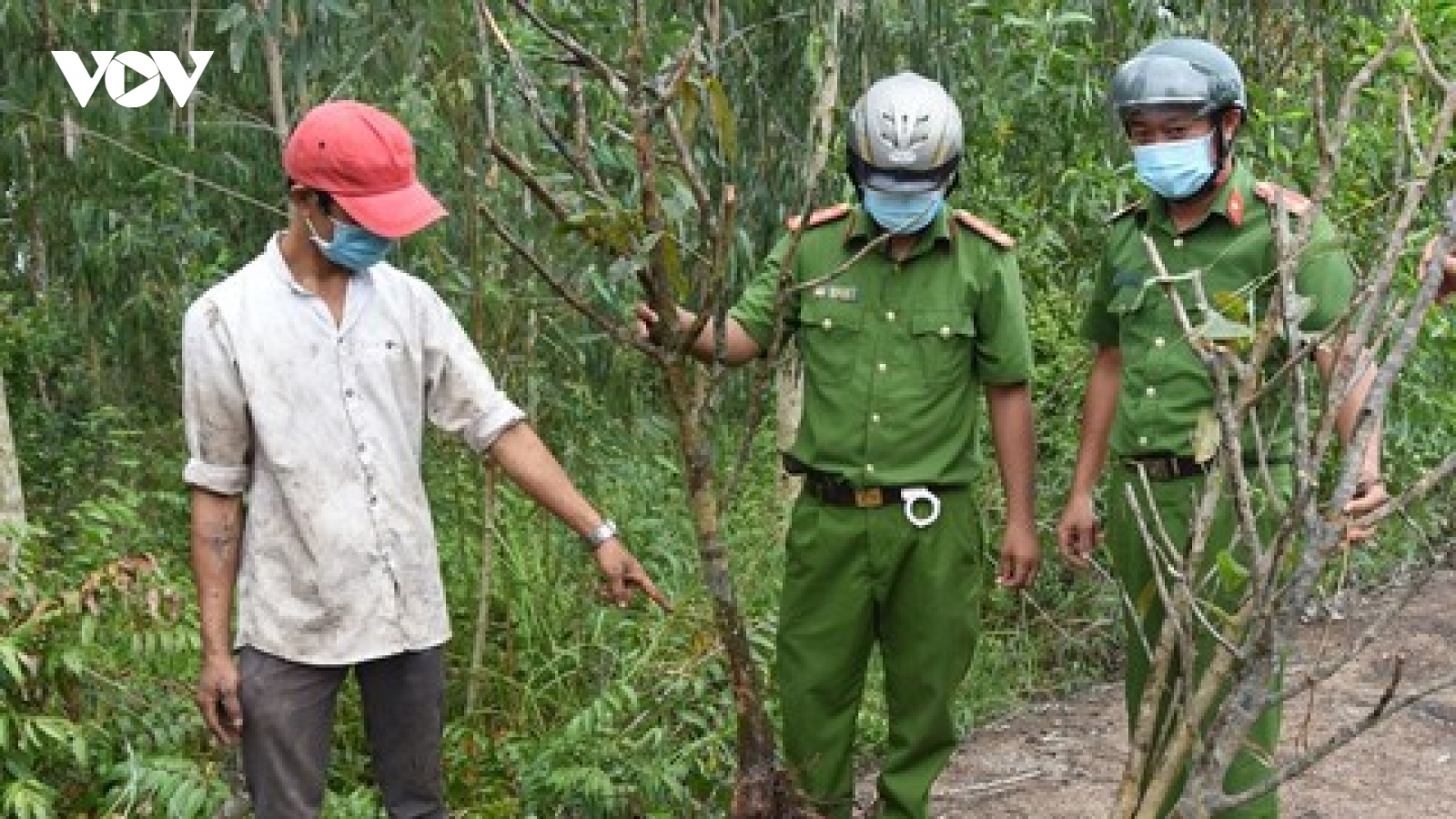 Tạm giữ 2 đối tượng lẻn vào vườn lúc nửa đêm để trộm 7 gốc mai vàng