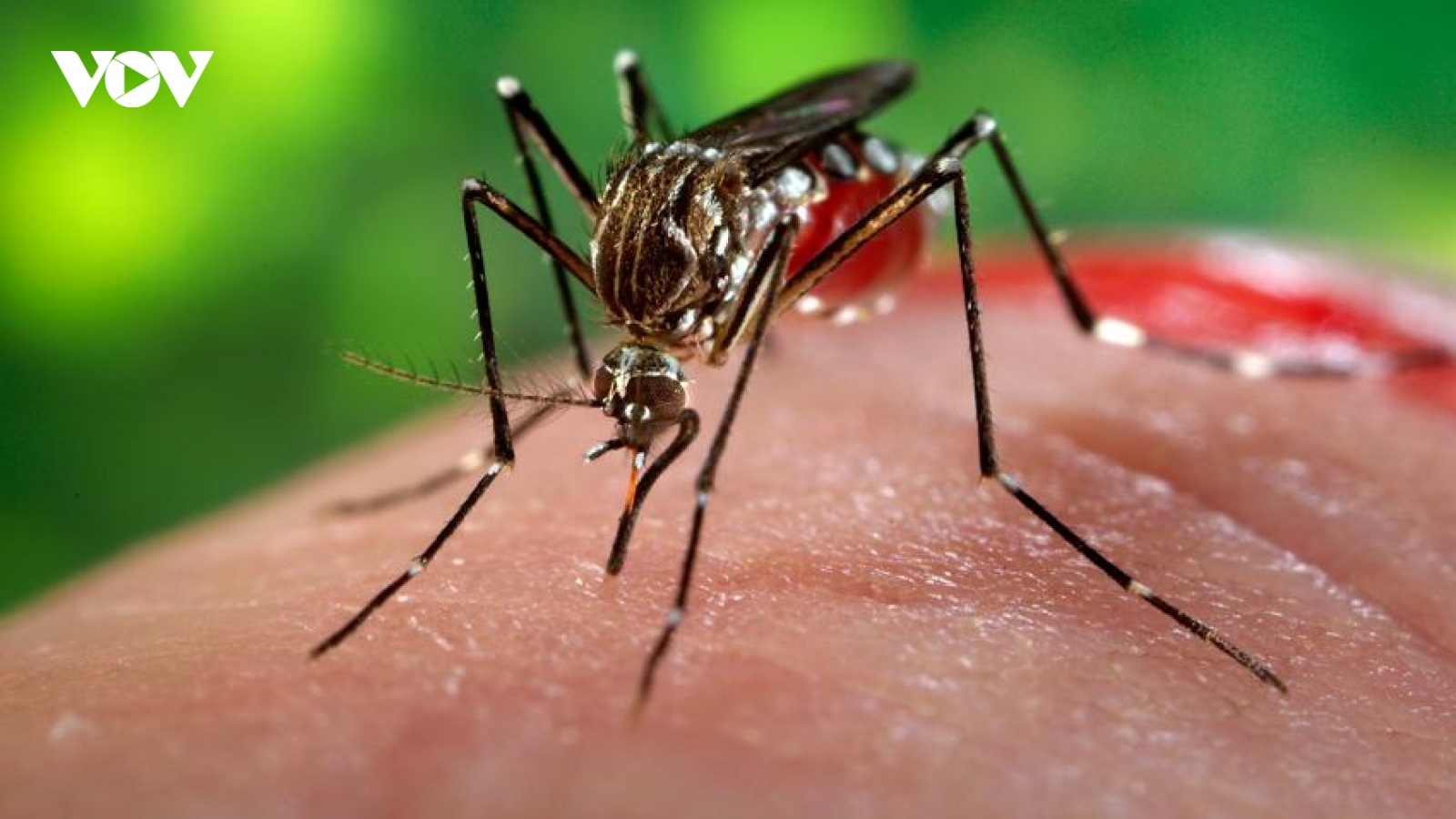 Ấn Độ đối mặt với đợt bùng phát lây nhiễm virus Zika mới