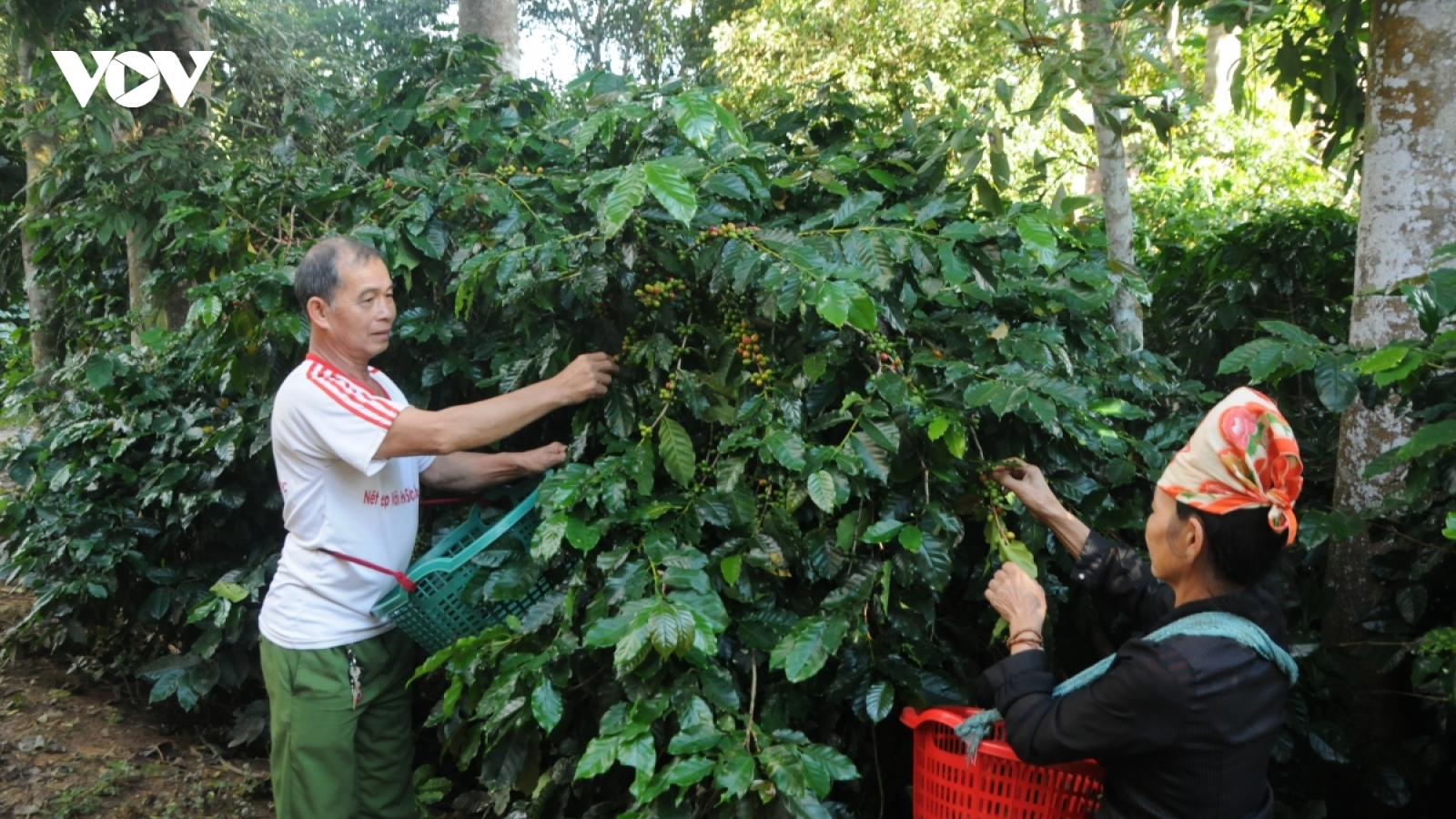 Cà phê Sơn La được giá nhất trong 10 năm trở lại đây