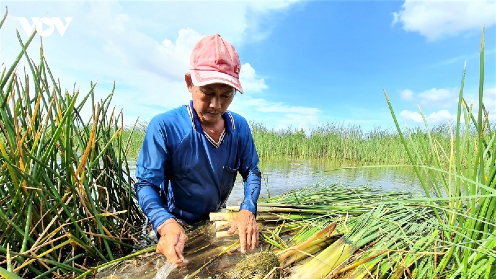 Vườn rau sạch giữa lòng thành phố mang thu nhập cao cho người nông dân