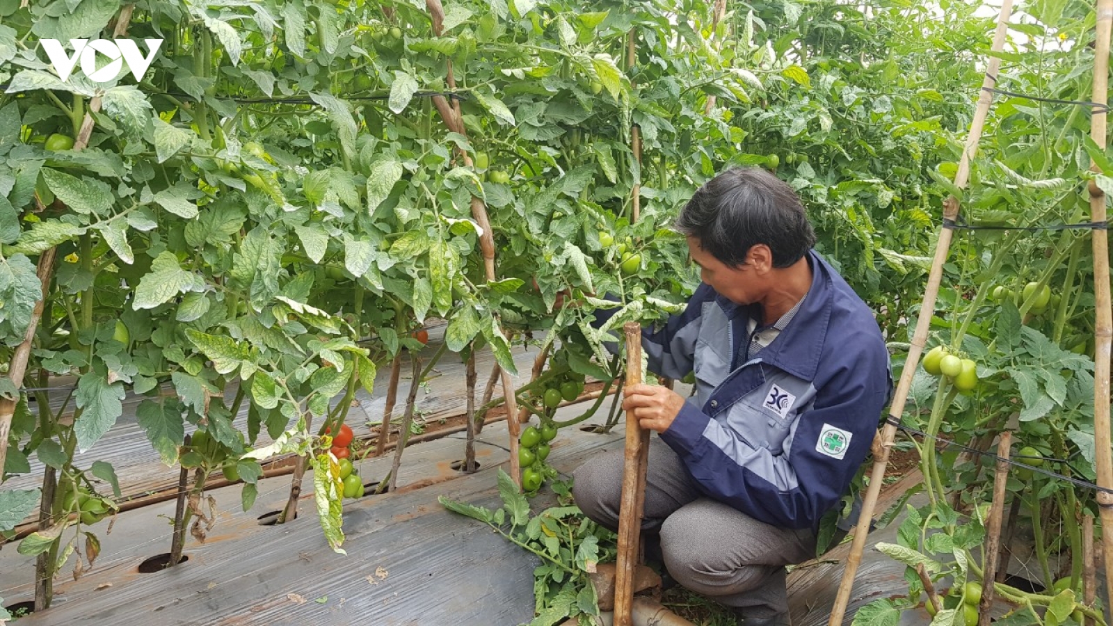 Sở hữu trí tuệ sản phẩm nông nghiệp ở TP.HCM: Nhận thức vẫn là rào cản lớn