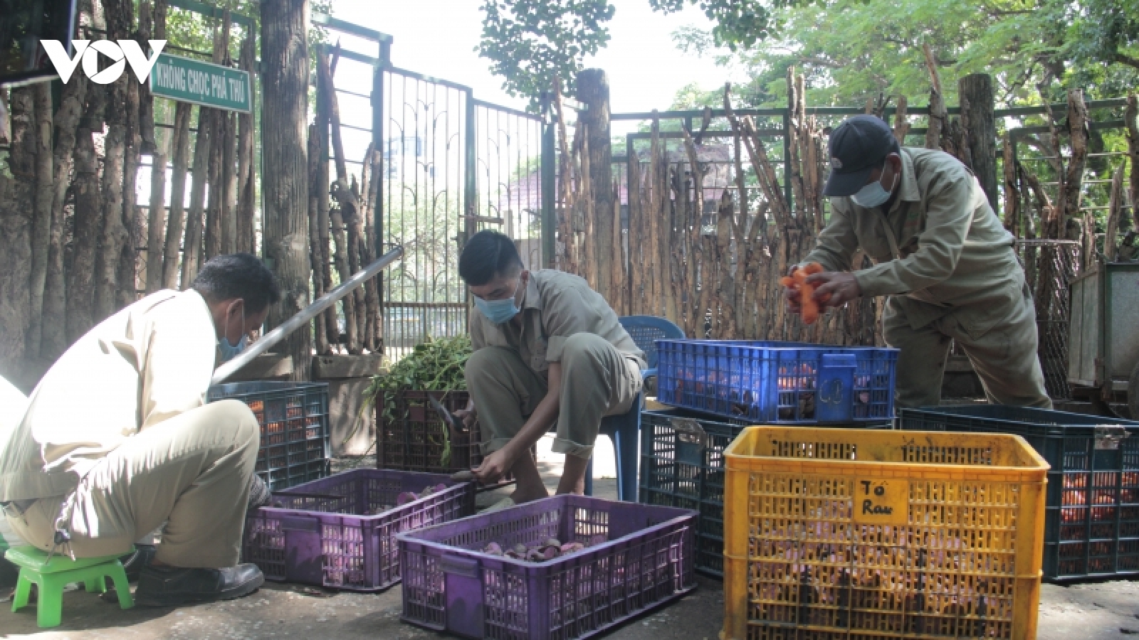 Tất bật dọn dẹp Thảo Cầm Viên để đón khách tham quan trở lại