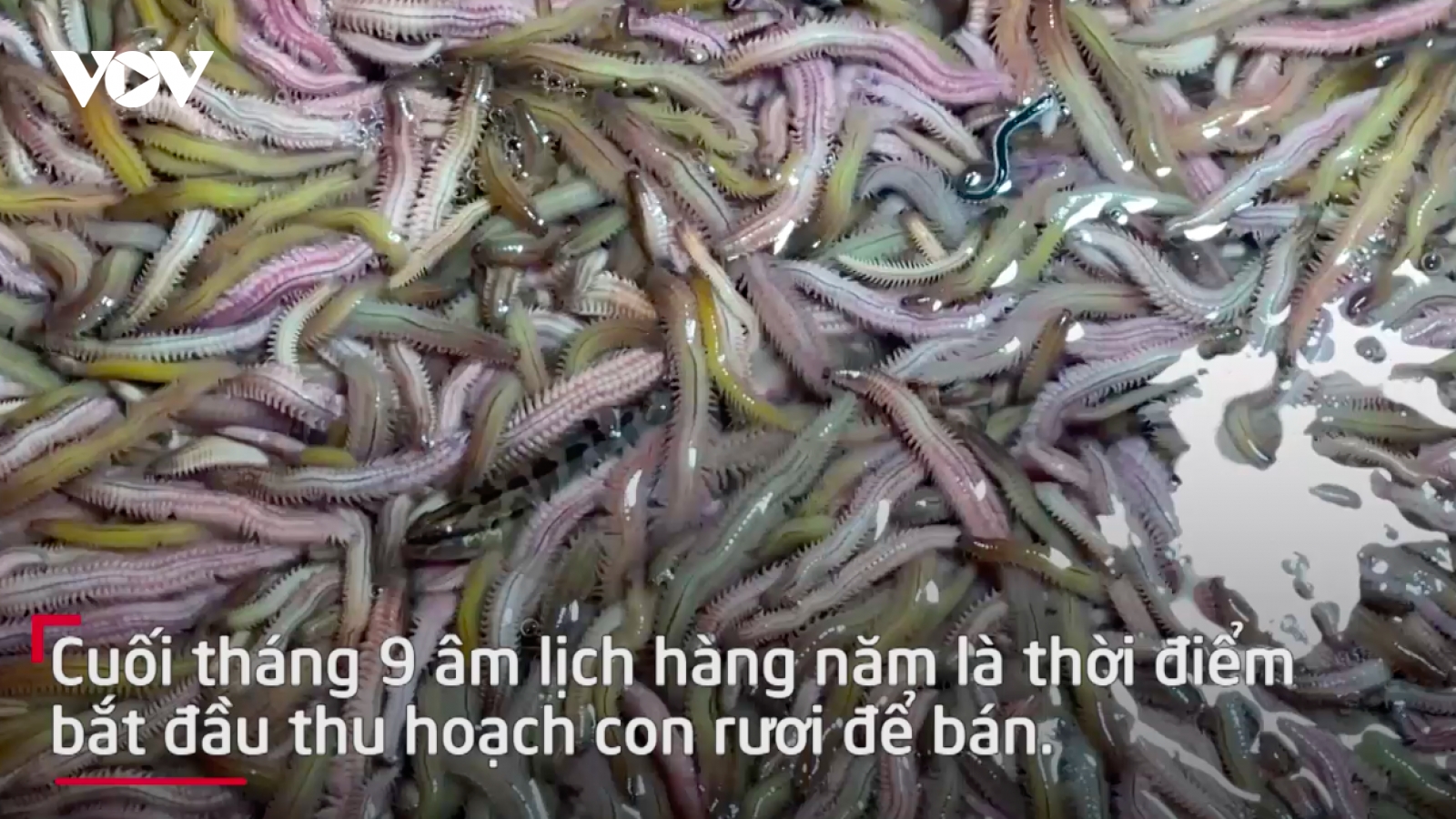 Người dân Hải Dương thu hoạch rươi xuất khẩu sang Trung Quốc