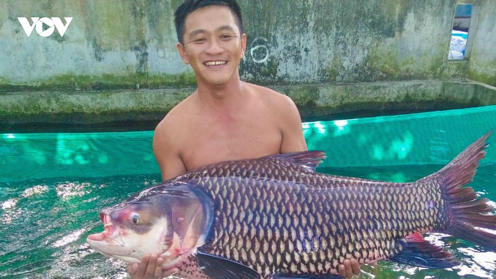 Ươm giống cá 'khủng', chàng trai Tiền Giang hốt bạc tỷ mỗi năm 
