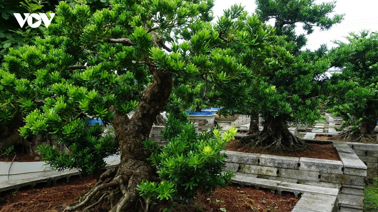 Khởi nghiệp nhờ trồng kiểng cổ thụ, lão nông miền Tây giàu bất ngờ